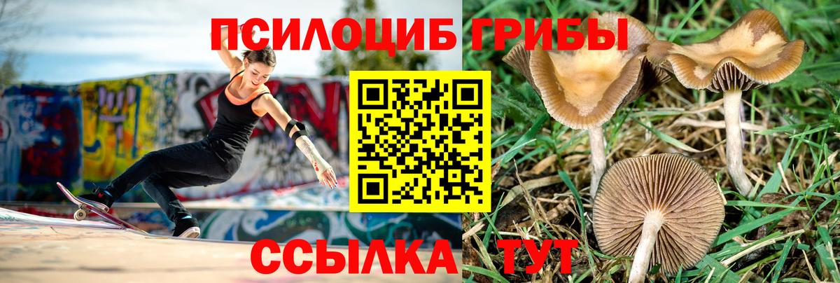 Псилоцибиновые грибы GOLDEN TEACHER Сальск